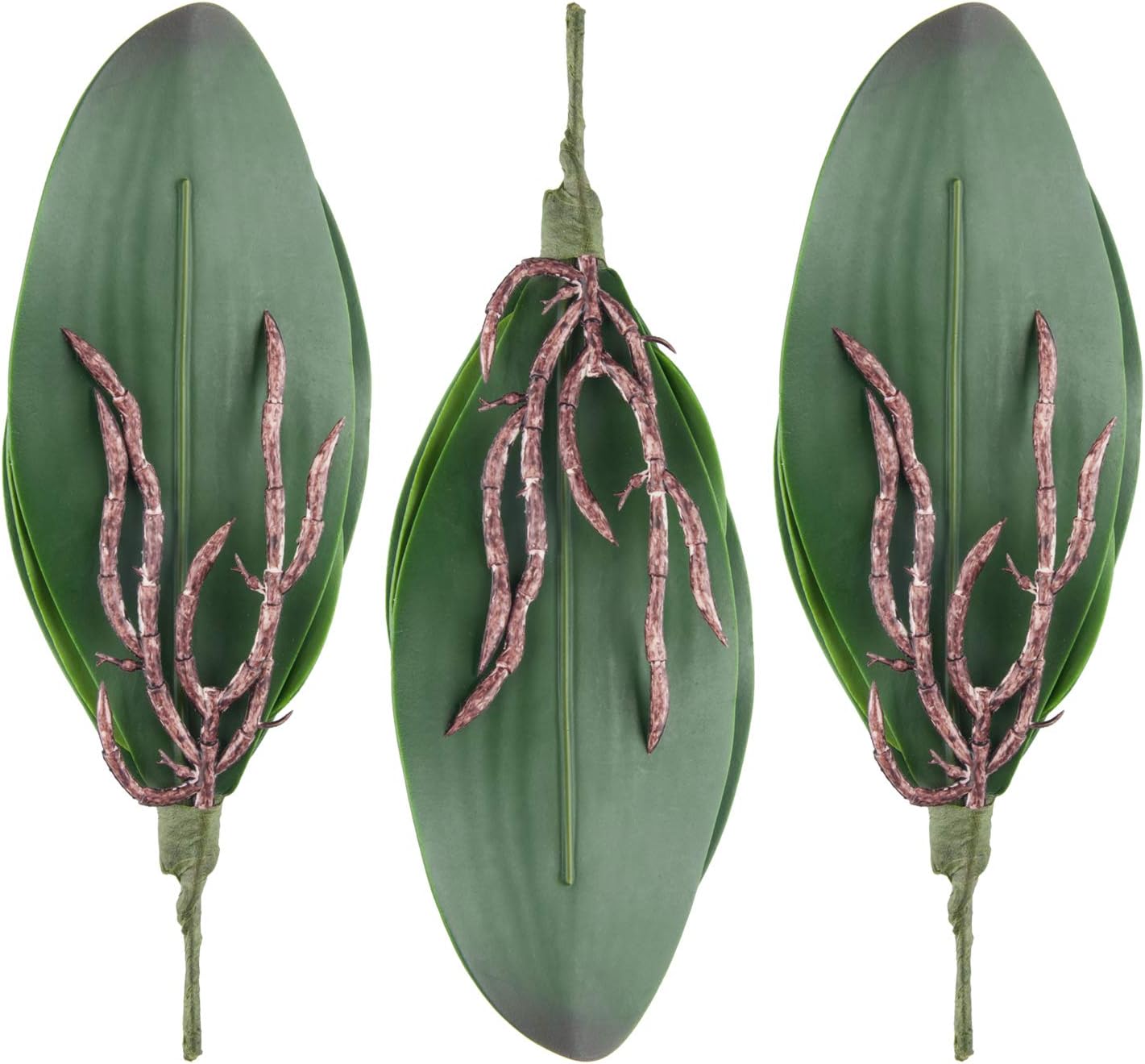 Phalaenopsis Orchid Leaves Real Latex