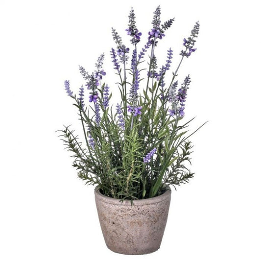 Lavender in Cement Pot 17.5"