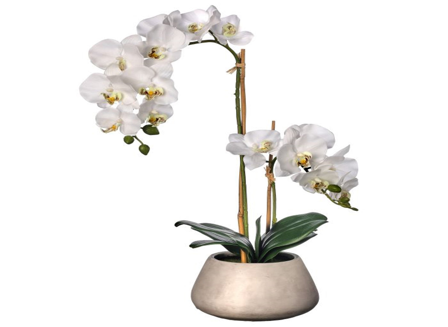 Real Touch Phalaenopsis Orchid in Cement Pot 24"